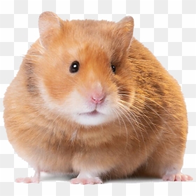 Hamster Png Image - Short Haired Syrian Hamster, Transparent Png - hamster png