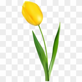 Free Png Yellow Tulip Transparent Png Images Transparent - Yellow Tulip Clipart, Png Download - tulip png
