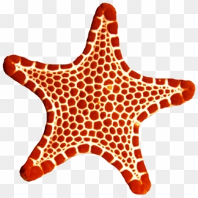 Sea Star Png Photo - Sea Star Picture Transparent, Png Download - star .png