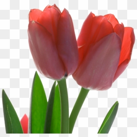 Tulip Red Flower - Red Tulip Png, Transparent Png - tulip png