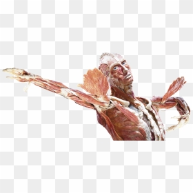 Body Exhibition Png, Transparent Png - mlg joint png