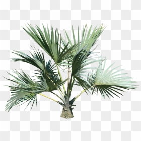 Small Palm Tree Png, Transparent Png - small tree png