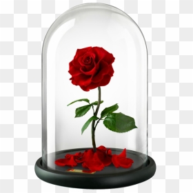 Belle Beast Rose United Kingdom Flower - Beauty And The Beast Rose Transparent, HD Png Download - beauty and the beast rose png