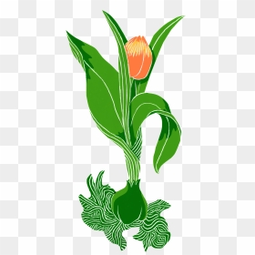 Tulip, HD Png Download - tulip png
