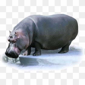 Hippo Transparent Images - Pygmy Hippo Png, Png Download - hippo png