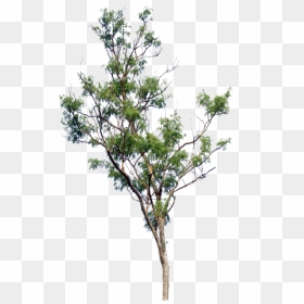 Little Tree Png, Transparent Png - small tree png