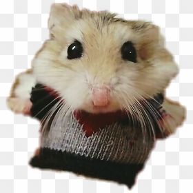 Thumb Image - Hamster In A Sweater, HD Png Download - hamster png
