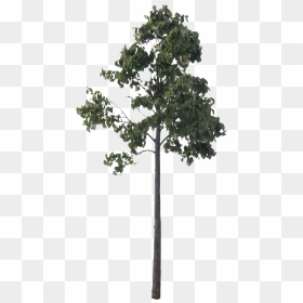 Small Poplar - Cut Out Pine Trees Free, HD Png Download - small tree png