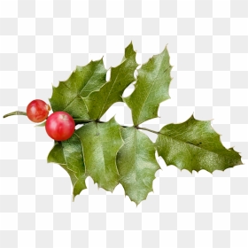 Holly Png Download - Common Holly, Transparent Png - christmas holly png