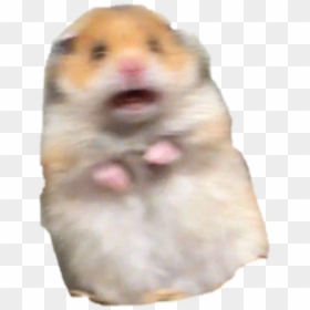 #hamster #meme #freakout #freaking #hamstermeme - Hamster Meme Sticker, HD Png Download - hamster png