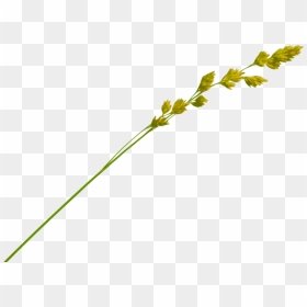 Grass Straw Png - Hay Straw Png, Transparent Png - straw png