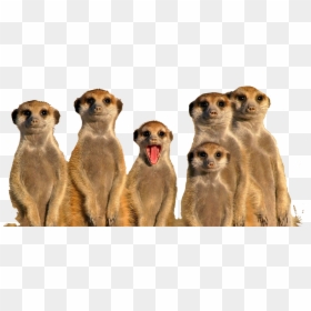 Animal That Live In Groups, HD Png Download - meerkat png