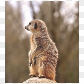 Meerkat, HD Png Download - meerkat png
