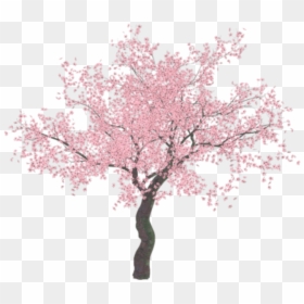 Cherry Blossom Tree Transparent, HD Png Download - cherry blossom emoji png
