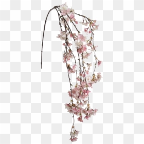 Hanging Cherry Blossom Png, Transparent Png - cherry blossom emoji png