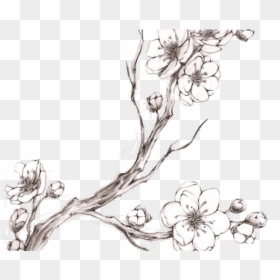 Cherry Blossoms Pencil Drawing, HD Png Download - cherry blossom emoji png