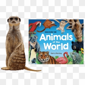 Discover The Animals Of The World, HD Png Download - meerkat png