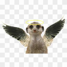 Transparent Background Meerkat, HD Png Download - meerkat png