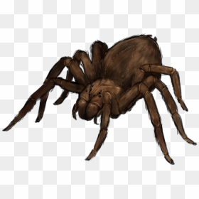 Fantasy Giant Wolf Spider, HD Png Download - transparent spider png