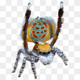 Questacon Spiders Ar, HD Png Download - transparent spider png