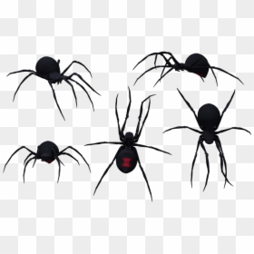 Black Widow Spider Silhouette, HD Png Download - transparent spider png