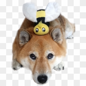 Honeybee, HD Png Download - dog toys png