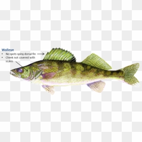 Walleye Fish, HD Png Download - fish scales png