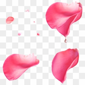 Pink Rose Petals Png, Transparent Png - sprinkles falling png