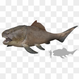 Dunkleosteus Size, HD Png Download - fish scales png