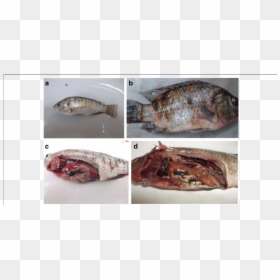 Streptococcus Agalactiae In Nile Tilapia, HD Png Download - fish scales png