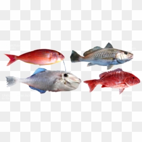 Red Snapper, HD Png Download - fish scales png