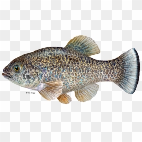 Comanche Springs Pupfish, HD Png Download - fish scales png