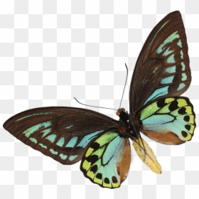 Brush-footed Butterfly, HD Png Download - fish scales png