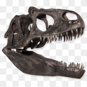 Dinosaur Teeth Skeleton, HD Png Download - dinosaur skull png