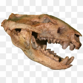 Didelphodon Vorax, HD Png Download - dinosaur skull png