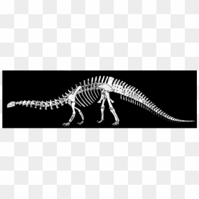 Brontosaurus Skeleton Svg, HD Png Download - dinosaur skull png