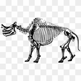 Fossils Black And White, HD Png Download - dinosaur skull png