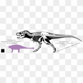 Pin 551 1 Tarbosaurus, HD Png Download - dinosaur skull png