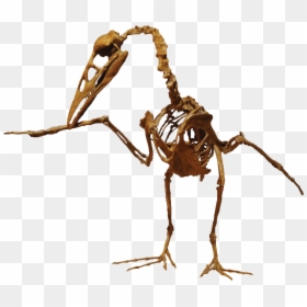 Ichthyornis Dispar, HD Png Download - dinosaur skull png