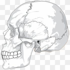Human Skull Side View Drawing, HD Png Download - dinosaur skull png