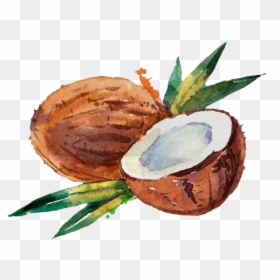 Coconut Watercolor, HD Png Download - coconut drink png