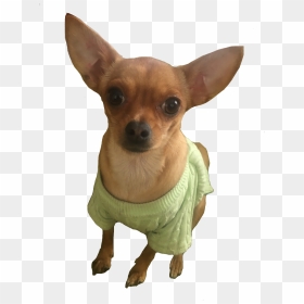 Chihuahua , Png Download - Prague Ratter Png, Transparent Png - chihuahua png