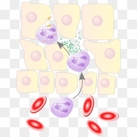 Neutrophil Granulocyte Migrates From The Blood Vessel - Interleukin 8 Chemotaxis Leukocytes, HD Png Download - blood smear png