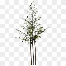 Small Tree Png, Transparent Png - small tree png