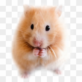 Mouse, HD Png Download - hamster png