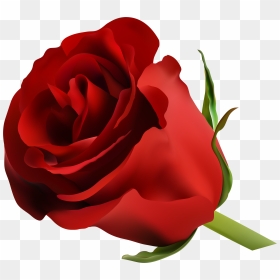 Red Rose Png Clip Art Image Pinterest, Transparent Png - blue rose png