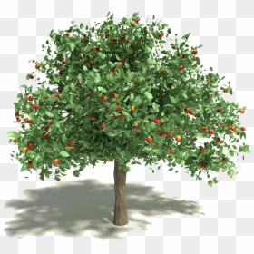 Spring Cleaning Kwik-tap Guide - Martin Luther King Apple Tree, HD Png Download - small tree png