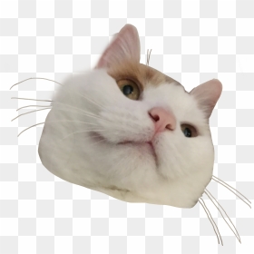 #cat #kitty #aesthetic #png #cute #freetoedit - Png Aesthetic Cat Stickers, Transparent Png - cat.png