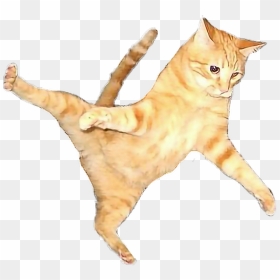 Cat Flying Flyingcat Orangecat Orange Color Play - Cat Png Jump, Transparent Png - cat.png