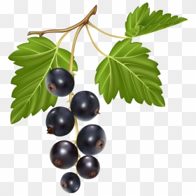 Blueberries Png Clipart - Clipart Transparent Png Black Currants Png, Png Download - blueberries png